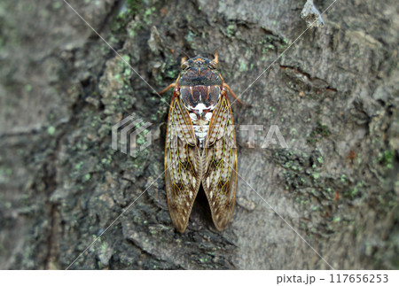 木にとまったアブラゼミ 117656253