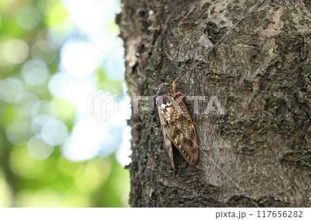 木にとまったアブラゼミ 117656282