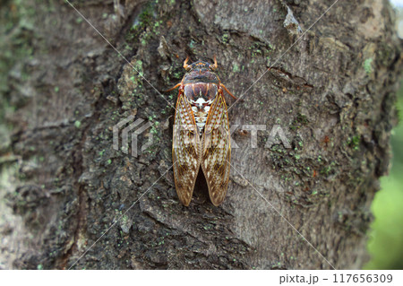 木にとまったアブラゼミ 木にとまったアブラゼミ 117656309