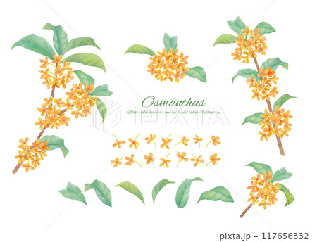 水彩で描いたキンモクセイのカットイラスト素材セット 水彩で描いたキンモクセイのカットイラスト素材セット 117656332