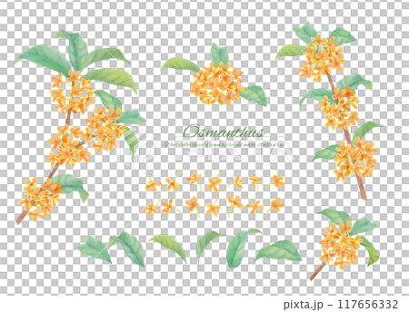 水彩で描いたキンモクセイのカットイラスト素材セット 水彩で描いたキンモクセイのカットイラスト素材セット 117656332