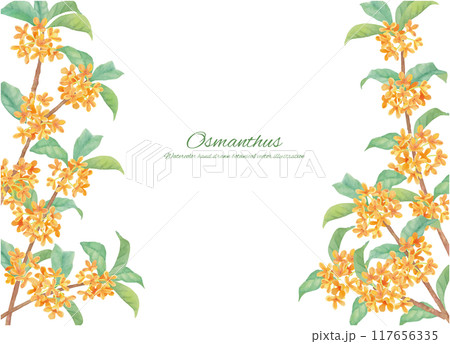 水彩で描いたキンモクセイのフレーム素材 117656335