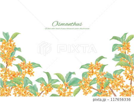 水彩で描いたキンモクセイのフレーム素材 117656336