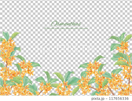 Frame material of sweet osmanthus painted with watercolors 117656336