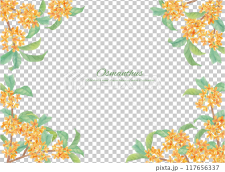 Frame material of sweet osmanthus painted with watercolors 117656337