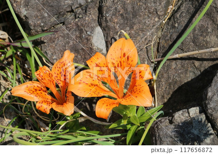 夏場の種差海岸の渚を彩る野草たちースカシユリ 117656872