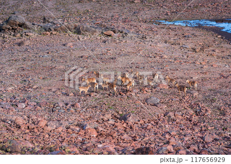 herd of wild mountain ibex on a rock slide on the site of a melted glacier in the highlands herd of wild mountain ibex on a rock slide on the site of a melted glacier in the highlands 117656929