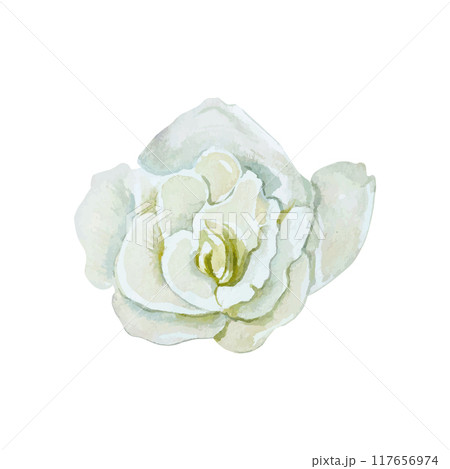 White freesia flower watercolor. Vector illustration. For the design of greeting cards, wedding invitations, large holiday and summer banners, posters 117656974