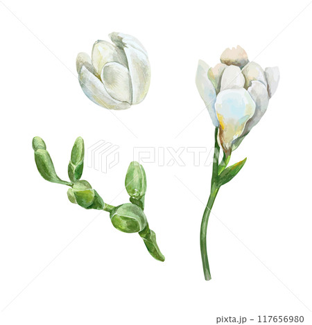 Freesia flower watercolor. White and green buds, set. Vector illustration. Greeting cards, wedding invitations, holiday and summer banners, posters. 117656980