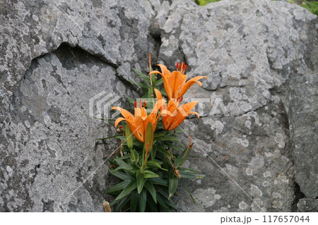 夏場の種差海岸の渚を彩る野草たちースカシユリ 117657044