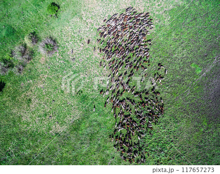 flock of sheep grazing on field flock of sheep grazing on field 117657273