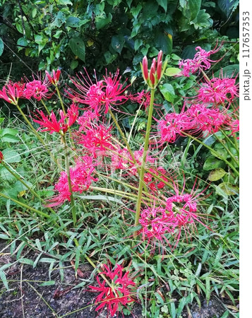 路傍の曼殊沙華(彼岸花) 路傍の曼殊沙華(彼岸花) 117657353