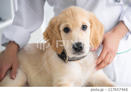 Lovely retriever dog 117657468