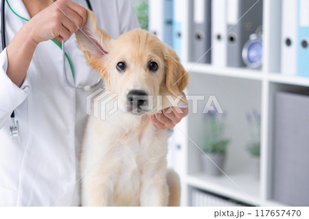 Dog ears examining 117657470