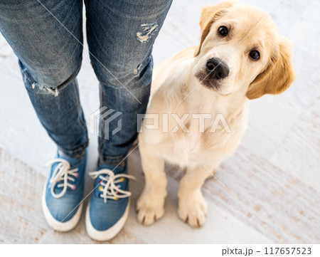 Golden retriever next to legs 117657523