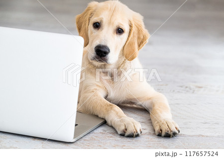 Cute dog near laptop Cute dog near laptop 117657524