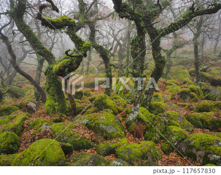 Lichen covered trees rocks, Black-a-Tor Copse, West Okement River, Dartmoor UK 117657830