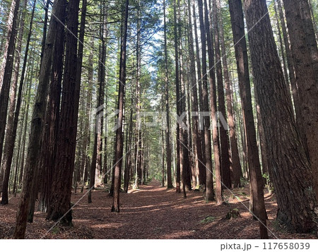 ニュージーランド北島にあるレッドウッド・ファカレワレワ・フォレスト 117658039