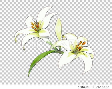 Illustration of white lily 117658422