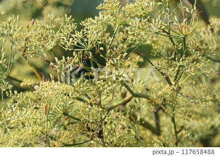 ウイキョウの花と若い実 ウイキョウの花と若い実 117658488