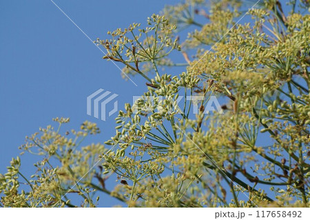 ウイキョウの花と若い実 ウイキョウの花と若い実 117658492