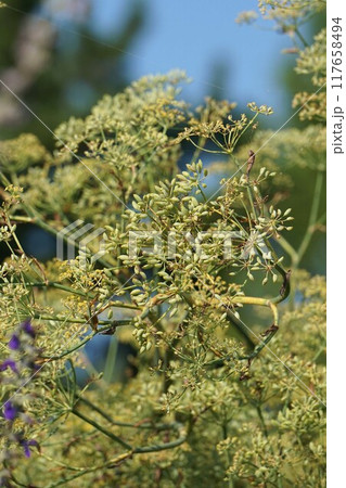 ウイキョウの花と若い実 ウイキョウの花と若い実 117658494