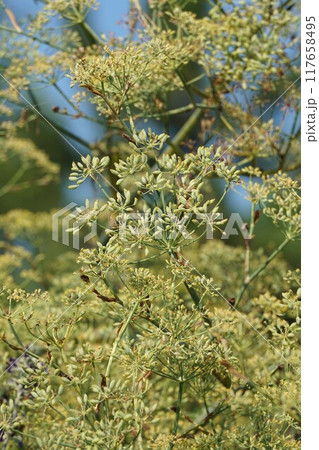 ウイキョウの花と若い実 ウイキョウの花と若い実 117658495