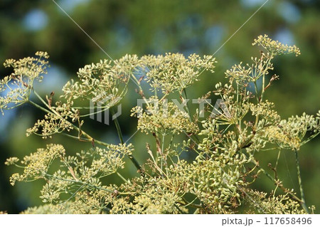 ウイキョウの花と若い実 ウイキョウの花と若い実 117658496