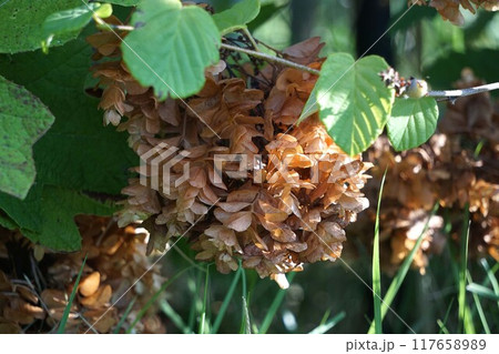 ドライフラワー状になったカシワバアジサイ ドライフラワー状になったカシワバアジサイ 117658989