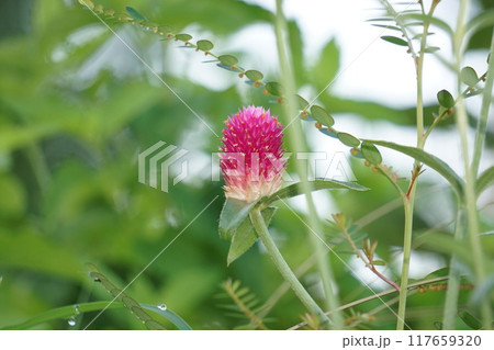 センニチコウ 117659320