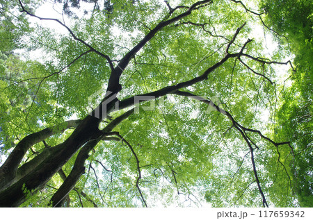 灼熱の夏、涼を求めて神社の森に出かけた。天を突くような杉の巨木が生い茂り強い直射日光を遮っていた。 灼熱の夏、涼を求めて神社の森に出かけた。天を突くような杉の巨木が生い茂り強い直射日光を遮っていた。 117659342