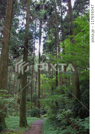 灼熱の夏、涼を求めて神社の森に出かけた。天を突くような杉の巨木が生い茂り強い直射日光を遮っていた。 灼熱の夏、涼を求めて神社の森に出かけた。天を突くような杉の巨木が生い茂り強い直射日光を遮っていた。 117659347