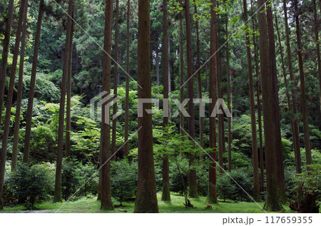 灼熱の夏、涼を求めて神社の森に出かけた。天を突くような杉の巨木が生い茂り強い直射日光を遮っていた。 灼熱の夏、涼を求めて神社の森に出かけた。天を突くような杉の巨木が生い茂り強い直射日光を遮っていた。 117659355