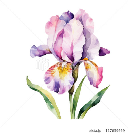 Summer garden iris flowers, watercolor vector illustration 117659669
