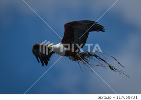 African fish eagle flies carrying nesting material 117659731
