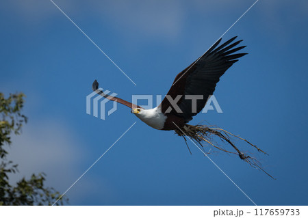 African fish eagle flies with nesting material African fish eagle flies with nesting material 117659733