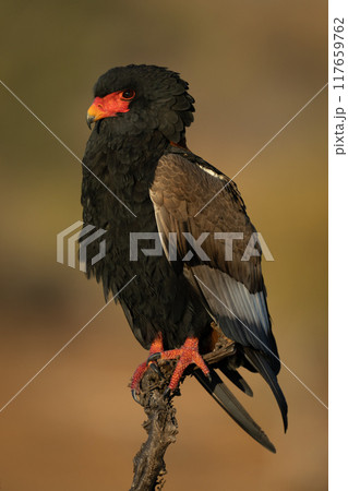 Bateleur on dead branch during golden hour 117659762