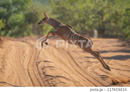 Young greater kudu jumps over sandy track Young greater kudu jumps over sandy track 117659810