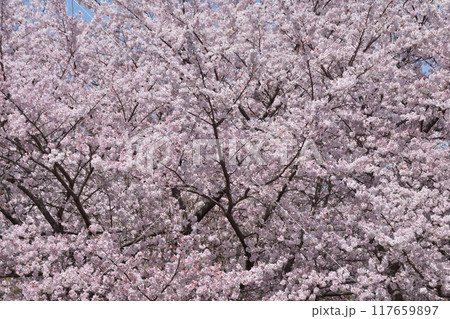 鶴見緑地の桜 117659897