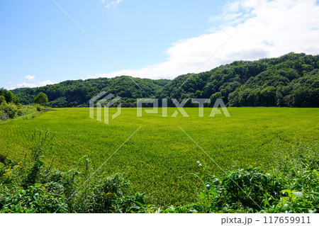 厚真町の奥の方にある水田 117659911