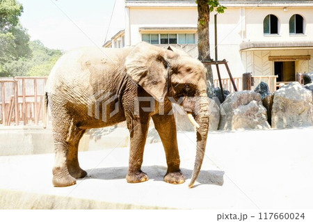 日本初飼育下で妊娠確認された広島市安佐動物公園のマルミミゾウ 日本初飼育下で妊娠確認された広島市安佐動物公園のマルミミゾウ 117660024