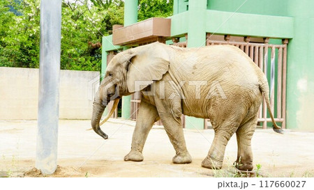 日本初飼育下で妊娠確認された広島市安佐動物公園のマルミミゾウ 日本初飼育下で妊娠確認された広島市安佐動物公園のマルミミゾウ 117660027