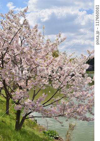 鶴見緑地の桜 鶴見緑地の桜 117660081