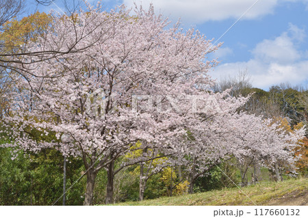 鶴見緑地の桜 鶴見緑地の桜 117660132