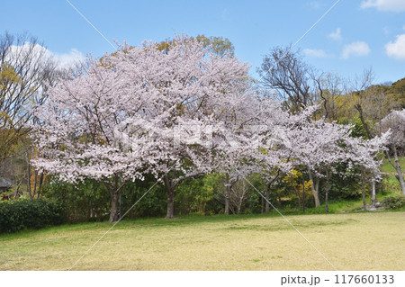 鶴見緑地の桜 鶴見緑地の桜 117660133