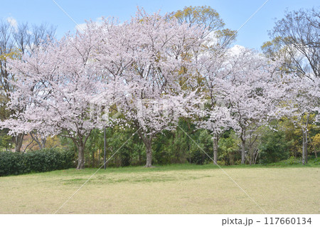 鶴見緑地の桜 鶴見緑地の桜 117660134