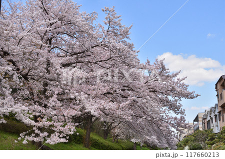 鶴見緑地の桜 117660213