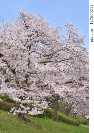鶴見緑地の桜 117660215