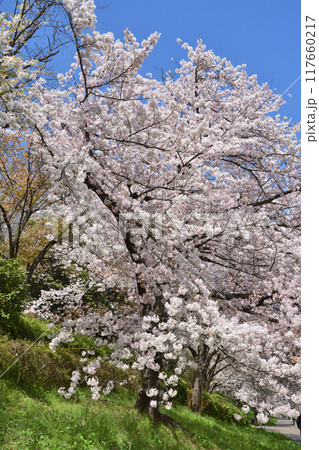 鶴見緑地の桜 117660217
