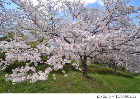 鶴見緑地の桜 117660218